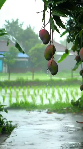 hujan di pagi hari dengan cerita alam yg mempesona. #panoramaalam #nature  #pesonadesa #beutiful  #fyppppppppppppppppppppp 