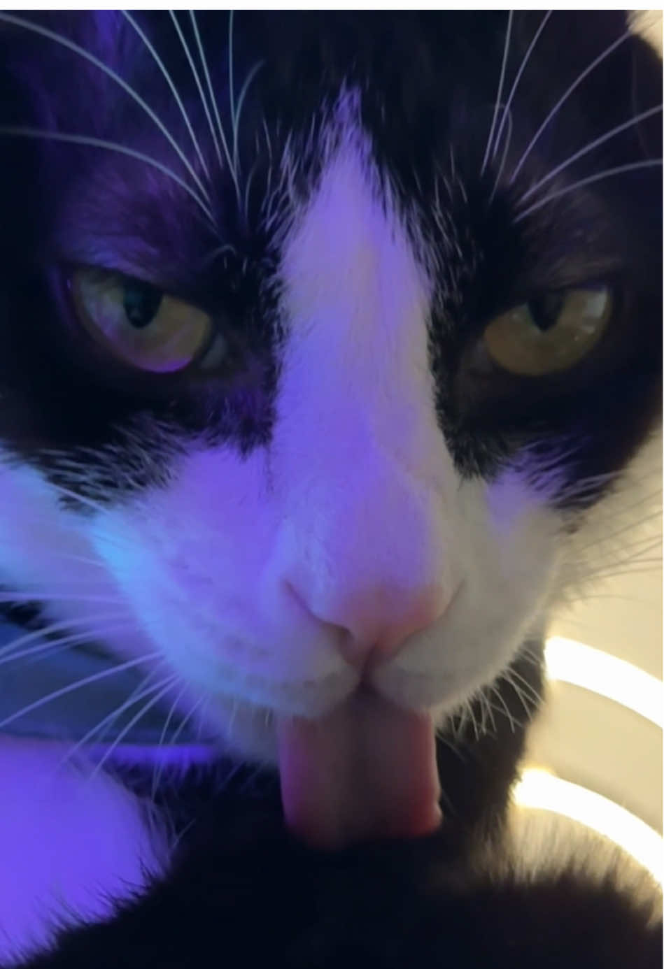 🥴miss you #fyp#LickingCat#lickingcat#pettok#FunnyPet#cuteanimalsoftiktok#sex #cat #sexyy#cats #catloverde
