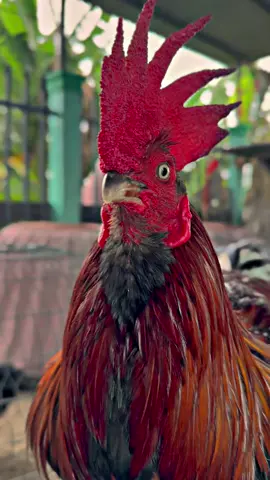 Siêuu phẩm râuu mắt trắng 3300Gram,🌶 quá emm ơiii…😊📌🐓🌾#Sumgàđiều✅🐓🌾 #gàđáđồngtháp #gàbông #gàchiến #xuhuongtiktok 