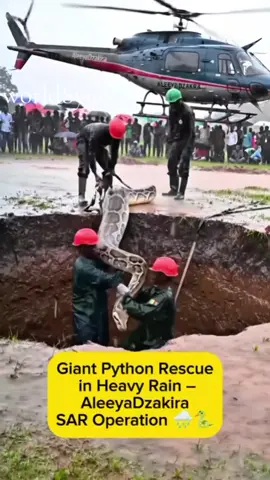 evakuasi ular python raksasa #viral #fyp #rescue  #helicopter #trendingtiktok 