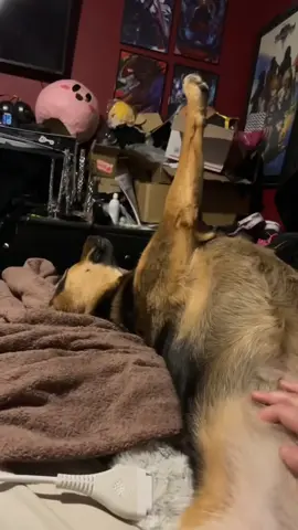 She gone for sho… 😔 #G#GermanShepherdF#FunnyDogF#FunnydogsF#FYPPupCupQueen 