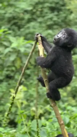 Step into the heart of the jungle and meet Uganda’s mountain gorillas — where silence .speaks louder than words and nature feels alive. 🇺🇬🦍🌿 #GorillaTrekking #UgandaMagic #WildlifeWonder