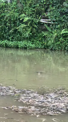 #nyambik mancing nyambik