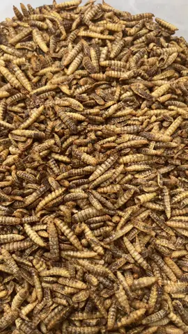 sâu sấy canxi loại đẹp, sâu canxi đã sấy khô cho ae dùng cho hamster, cá lóc, gà đá, cá koi #saucanxisaykho #gàchoivietnam🇻🇳 #hamster 