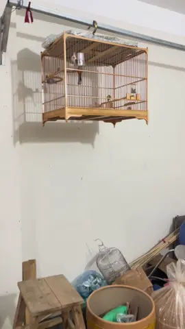 Chim mới xong lông mà như thế này có sao không nhỉ Ae nghệ nhân