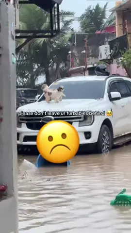 My heart is crying 💔😭 They wait for us with love — let’s never leave them behind.  #nopetsleftbehind #bagyongtino #bangoncebu 