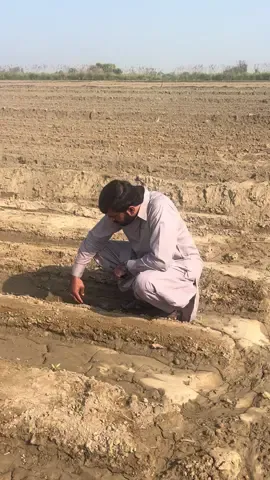 شاہنواز والہ۔                                                  #foryou #trendingvideo #viralsound #trendingsong @Syed Imran Bukhari @👑Muhammad.sajid👑 @Akmal Raza @saleemmalik452452@gmail.com @M Sikandar Zulqurnain shah @♛ سید محمد کامران مہدی♛ @،❣️❣️سید زادہ❣️❣️شیرازی 🔥🔥، @Farhan Cheema @KÀMRÀÑ BŪKHÃRÏ @Malik Wasim @Ch.Irfan Najmi @Ishaq Keet @چیرمین میاں تاج دین قریشی #CapCut 