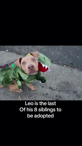 🐾 Meet Leo! Leo is the last of Summer’s puppies still waiting for his forever home 💛 He’s almost 8 months old, neutered, up to date on vaccines, and absolutely dog friendly! This sweet boy has grown up in foster care and deserves a family of his own. He’s located in Ventura County, CA, but can travel for the right match. Help us find Leo his happy ending 💕 Apply to adopt at LegacyofLove805.org ##AdoptDontShop##LegacyOfLove805##RescueDog##VenturaDogs##DogRescue      