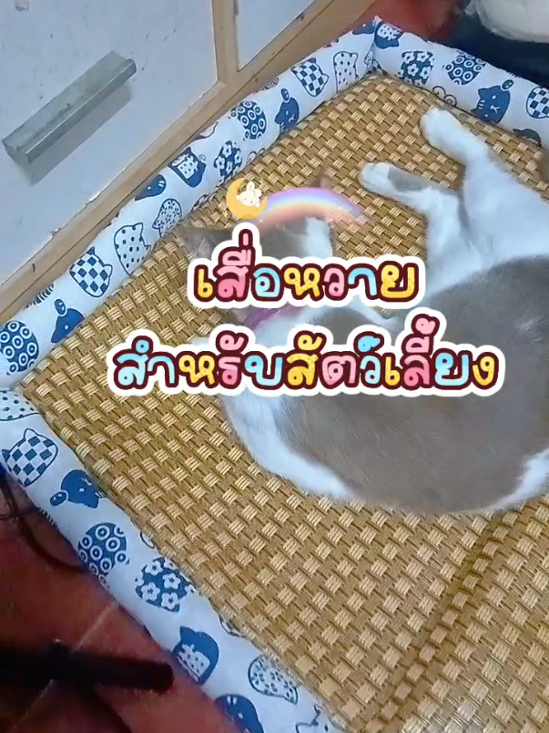 #คอนเทนต์ปังอัพยอด #เสื่อหวายแมว #ที่นอนแมว #ที่นอนสัตว์เลี้ยง #เบาะนอนแมว 