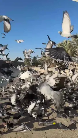 ❤️❤️❤️#وادي_نمار #حمام #بط #اجواء_الشتاء #الشعب_الصيني_ماله_حل😂😂 