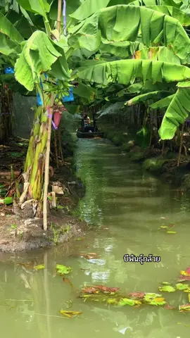 รดน้ำสวนกล้วยหอมทอง อายุ 8 เดือน #สวนกล้วยคุณบี #กล้วยหอมทอง #สวนกล้วย #banana #farm 