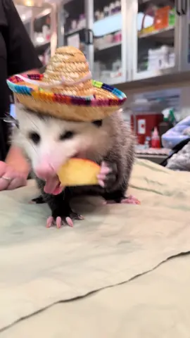 The wittle hands 😭❤️ #jamesontheopossum #opossumsoftiktok #animalsoftiktok #animallover #petlover 