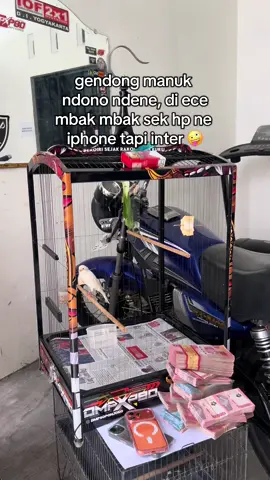 hadehhhh #katakatakicaumania #kicaumania #kenarimaniaindonesia #kenarimania #kenarirasmi 