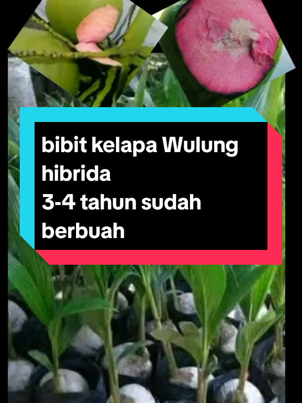 bibit tanaman kelapa Wulung  hibrida #bibitkelapawulung #bibitkelapawulungasli #bibitkelapawulungakarmerah #bibitbuahbuahan #kelapawulungasli #kelapawulung 