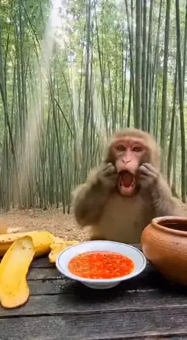 #FunnyMonkey #MonkeyPrank #funnyshorts #viralshort  #AnimalComedy 