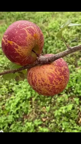 Siêu phẩm tối 7-8 về trả khách ạ#hoaquanhapkhau #hoaqua #xuhuong #hoaquasach #xuhuongtiktok 