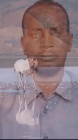 #AUN #abwaan #HELAALE #Wadani #pro 