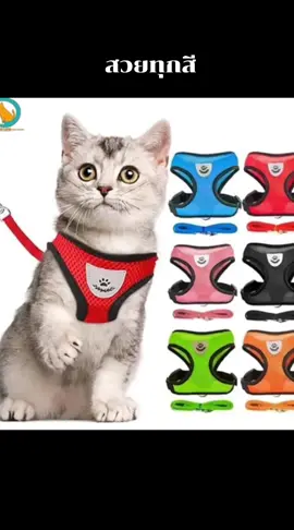 #สายจูงสัตว์เลี้ยง#สายจูงแมว 