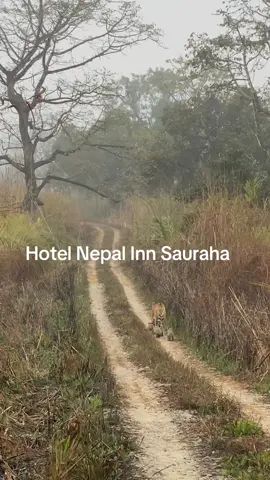 Our lucky guests from kathmandu have been able to see Royal Bengal Tiger With 3 Cubs in Chitwan National Park with Hotel Nepal Inn Sauraha. #viral #foryou #sauraha_chitwan🇳🇵 #hotelnepalinnsauraha 