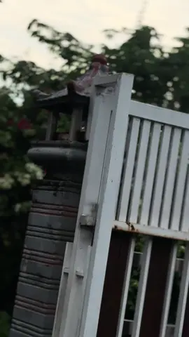 GL100 Basic Tiger AG Kediri  ▶️ Surat Komplit Urep  ▶️ Plat 04 - 30 ▶️ Warna Tembus Biru ▶️ Mesin Vaporblasting ▶️ Powdercoating  ▶️ Rangka Ori  ▶️ Tangki Ori  ▶️ Batok CD  ▶️ Lampu Biled  ▶️ Stir Day  ▶️ Gass KSR  ▶️ Holder Vixon  ▶️ Skok Dpn Ninja ▶️ Master Rem Brembo ▶️ Kaliper Brembo M7 ▶️ Piringan Copy Panigale ▶️ Slebor Dpn R15 ▶️ Klakson GL100 ▶️ Baut Mesin L Stenlis ▶️ Jok Buka Samping  ▶️ Arm Supit Kaze  ▶️ Tromol Dpn Blkng CNC ▶️ Postep K45 ▶️ Skok Blkng Zephyr Day ▶️ Tromol Blkng King ▶️ Tromol Dpn MP ▶️ Begel S2  ▶️ Velg TDR  ▶️ Kelistrikan On Semua Ngadiluwih Kediri Wa.me/6285649248925 #jungarage #gl100 #cepek #glkotak #cb 