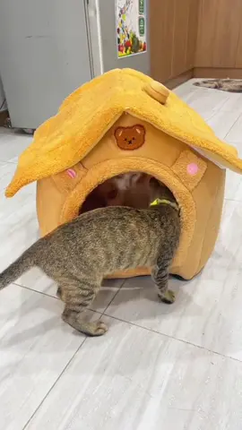 Nhà chó nhà mèo êm ái rộng rãi, có thể tháo lắp linh động, giặt nhanh khô hơn #nuoimeobinhdan #nhachomeo #ochomeo #meo #tiktokvn 