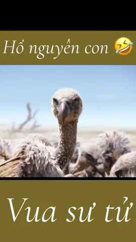 Chào mừng bạn đến với bình nguyên vô tận 😂 #phimhaymoingay #xuhuong #moingay3ktrada #phimhay 