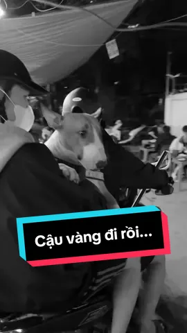 Chỉ 5 giây không để ý Câu Vàng và cái kết... #pingle #phoanhhai #cauvang #brotherhaisphorestaurant 