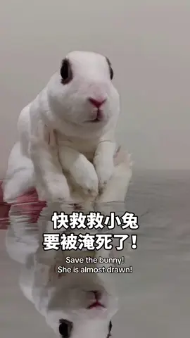Please! Save the bunny!#bunny #funny #cute #petlover 