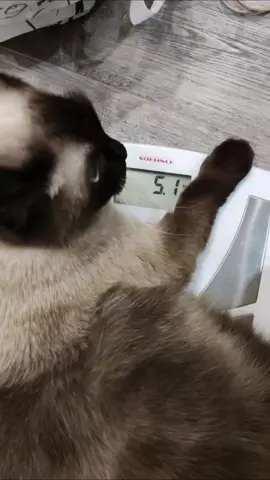 Как Бини похудела? Записывайте ✍️ 1) Корм по граммам согласно весу. На каждой пачке корма написана норма на 1кг кошатинки. Даже если корм диетический и самый крутой, без ограничения пожирания похудения не будет. 2) Обильное питье. Для кошек и котов пожалуй самое важное в питании. Без достаточного потребления жидкости развивается мочекаменная болезнь, а она опасна. Чтоб допоить вредную кошатину покупаем пюрешки в стиках  любом зоомагазине, утром и вечеро по половинке разводим в воде, радуемся жизни и здоровым почкам. Бини обожает этот напиток богов 3) Здоровый двадцатичасовой сон. Нам бы всем. У мохнатых жоп с этим нет проблем 4) Самомассаж. Опционально если по кайфу 😄 5) Кардио. Для нашей жирной феечки это стало основным фактором похудения. В квартире ничего вышесказанное не помогало скинуть вес. Даже совместное семейное тыгыдыканье не помогало. Видела специальные колеса как у хомяков, только для кошек. Как вариант для квартиры. Но на мой взгляд весьма спорный #загороднаяжизнь #частныйдом #ремонтсвоимируками #кошка 