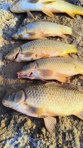 05.11.2025 avımız bitmiştir maşallah bereketli geçti@SAMSATLI.DAĞHAN #riglerinefendisi #fyppppppppppppppppppppppp #keşfet #sazanavı 