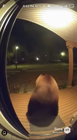 oh my. #fypシ #ai #sora #twerk #bear 