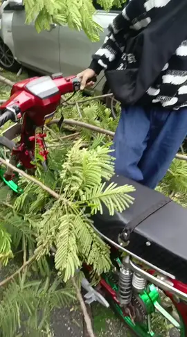 video by @pimsh444  #atw #bakulremot 