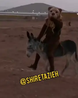 #CapCut #acc #foryoupage #شێرەکەیبازیان #شێر 