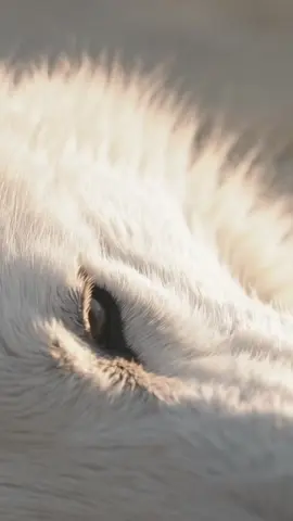 Moment of Peace – Der Atem des Lichts In the first light of day – a white wolf breathing in silence. No hunt, no fear, just presence. A moment that never ends, only rests. #MomentOfPeace   #WhiteWolf  #CinematicNature   #SoulInSilence