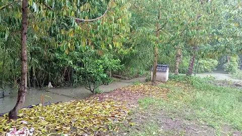 Nước ngập quá. Sầu riêng chết nữa rồi. 