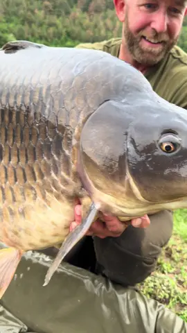RATE THIS 🐳 CARP OUT OF 10? @Mark Pitchers with an awesome solid common earlier this year #fyp #foryoupage #carpfishing #fishtok #bulgaria 