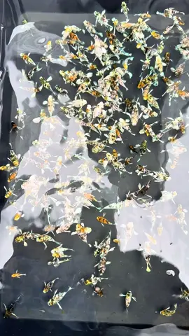 Lên bạt ngựa đầu cam đỏ rực số lượng sl nhanh mn ơi . Hàng mắt full đẹp nha #thichmolly71 #viral #xuhuong #foryou #mollyfish 