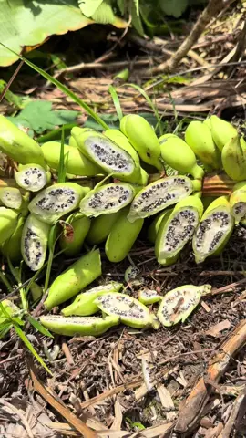 Berburu sayur liar dilarang saat musim kemarau #siput #ladang #pisanghutan