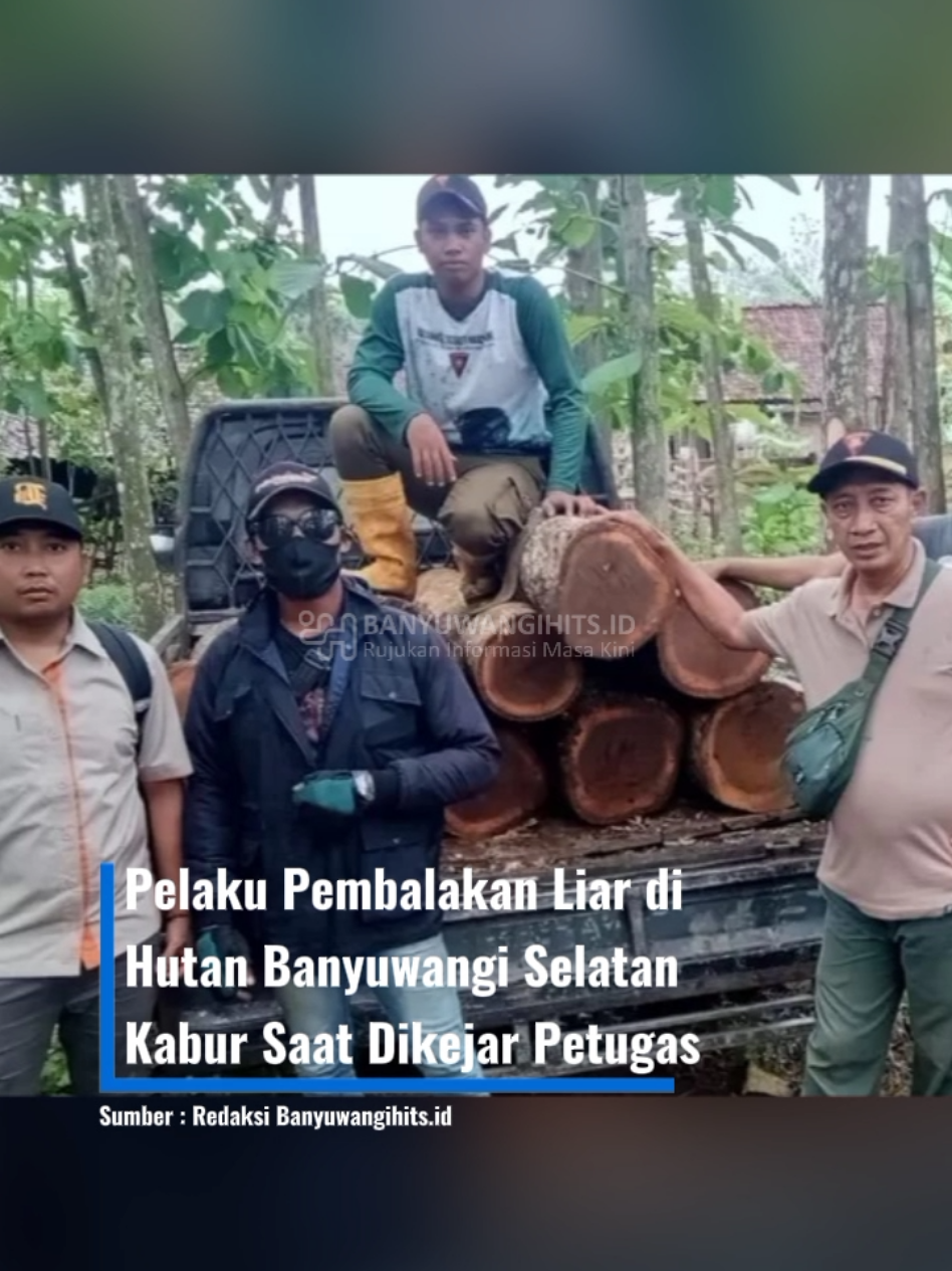 Aksi pembalakan liar kembali terjadi di kawasan hutan produksi milik Perhutani KPH Banyuwangi Selatan. Namun, upaya tersebut berhasil digagalkan petugas patroli setelah delapan pelaku kabur dan meninggalkan barang bukti berupa kayu jati ilegal di lokasi kejadian, Rabu (5/11/2025). Peristiwa itu terjadi di kawasan hutan Desa Barurejo, Kecamatan Siliragung, Kabupaten Banyuwangi. Saat petugas melakukan patroli rutin, mereka memergoki delapan pengendara sepeda motor yang mengangkut kayu jati hasil tebangan liar. Namun, begitu menyadari kedatangan petugas, para pelaku langsung melarikan diri dan meninggalkan delapan batang kayu jati di tengah jalan hutan. Administratur Perhutani KPH Banyuwangi Selatan, Wahyu Dwi Admojo, mengatakan pihaknya segera mengamankan seluruh barang bukti hasil pembalakan liar tersebut. #news  #beritaterkini  #beritabanyuwangi  #banyuwangihitsid 