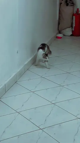 #cat #rating #foryoupage #al_sijaj11 