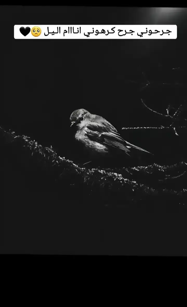 #تصاميم #فيديوهات #صورحزينهシ #واقع_كئيب_waqie_kayiyb 