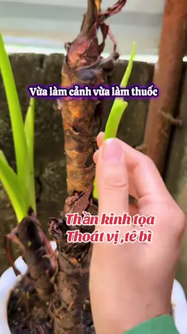 #thankinhtoa #thoatvidiadem #massage #tebichantay #thiennienkien 