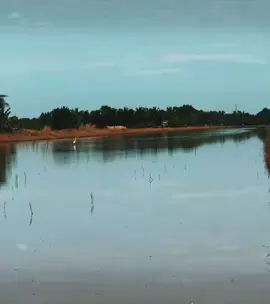 ต า ม ฝั น #หมอนทอง #หมอนทองวิทยา 🏆❤️✌️