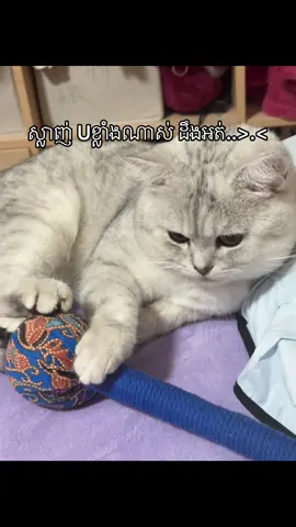 🩷#fypシ #vairal #fyppppppppppppppppppppppp #som❤️mnak_muy_mk👌❤️🆗 