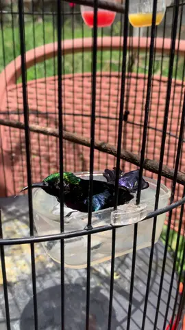 93 🫶🤟 #konin #koninmania #kolibrininjaindonesia #kicaumania #kicaumaniaindonesia 