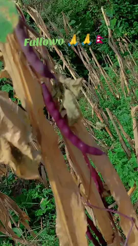 सुन फल्छ नि साइनो दाई किन जानुपर्यो हङकङतिर....?#vairalvideo 