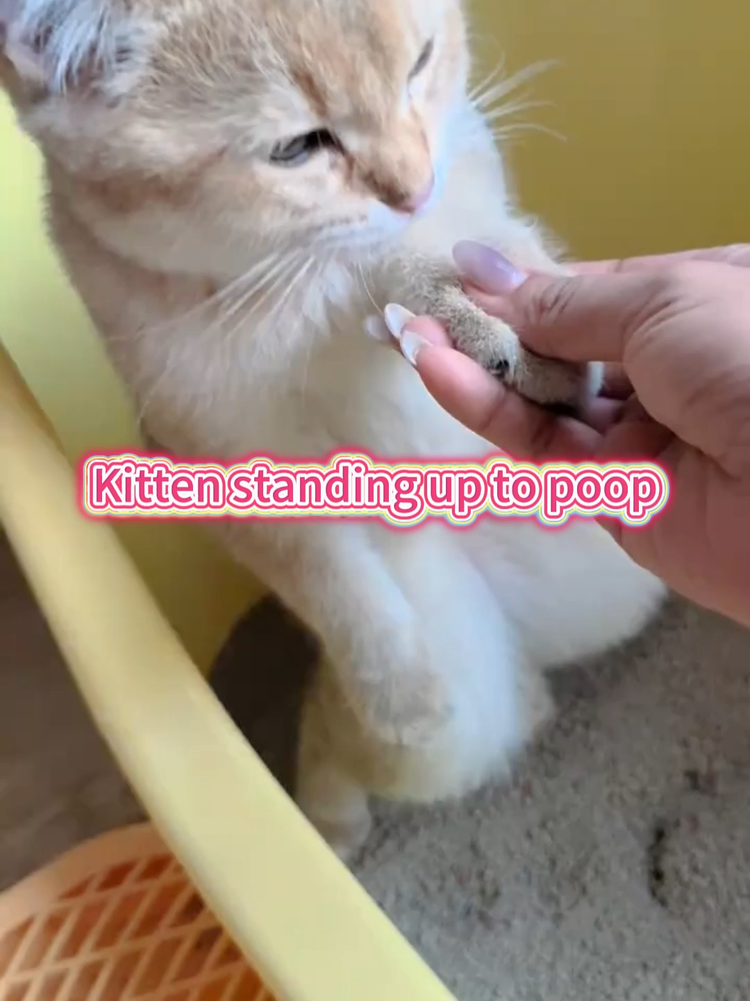 Kitten standing up to poop#funnycat#CatBehavior #Kitten #catsoftiktok #catlover #cattok #fyp #ForYou