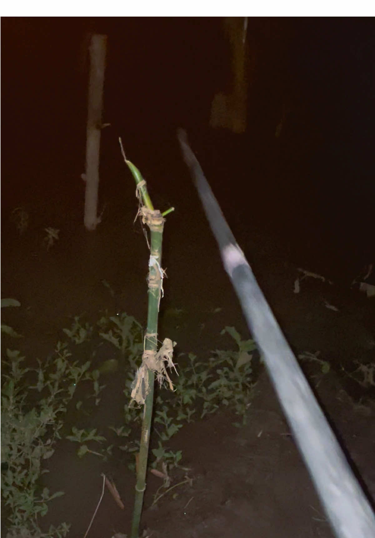 info globak tipis hu😂🎣🐋 #mancing #fishing #angler #fyp #mancingmania #fy #mancingliar #mancingmaniamantap 