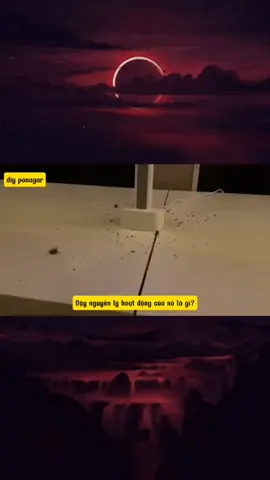 cấu tạo vợt bắt muỗi  bắt côn trùng