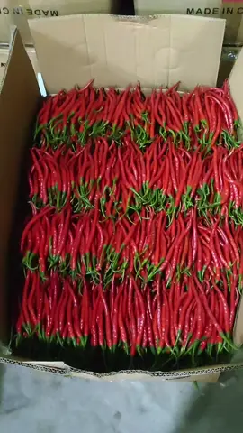 Super masboss... Yang wani aja😁🌶🌶 Nota Dm / WA #cabekeriting #ortwist42 #petanicabai #cabemerah🌶🌶🌶🌶 #fyp 